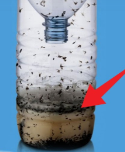 Repelente de mosquitos casero, aquí el antimosquitos casero definitivo, te damos varias opciones