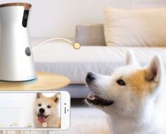 ¡Juega con tu mascota a distancia! Cámara para perros Furbo – opinión